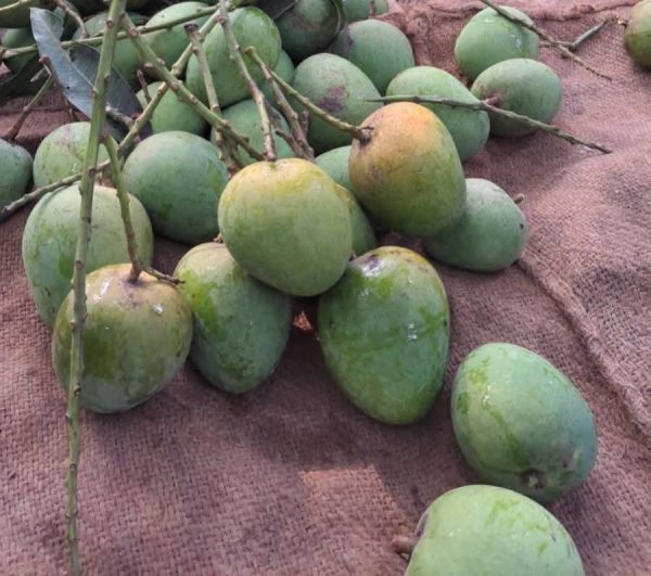 আম